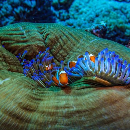 Divine Divers Gili Meno Eksteriør billede