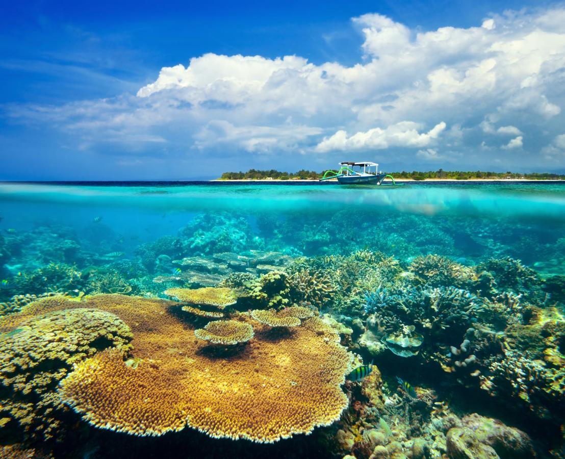 Divine Divers Gili Meno Eksteriør billede