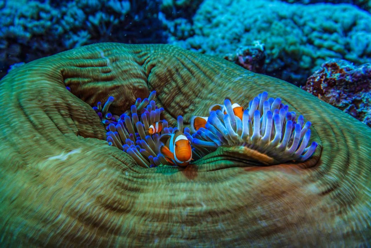 Divine Divers Gili Meno Eksteriør billede