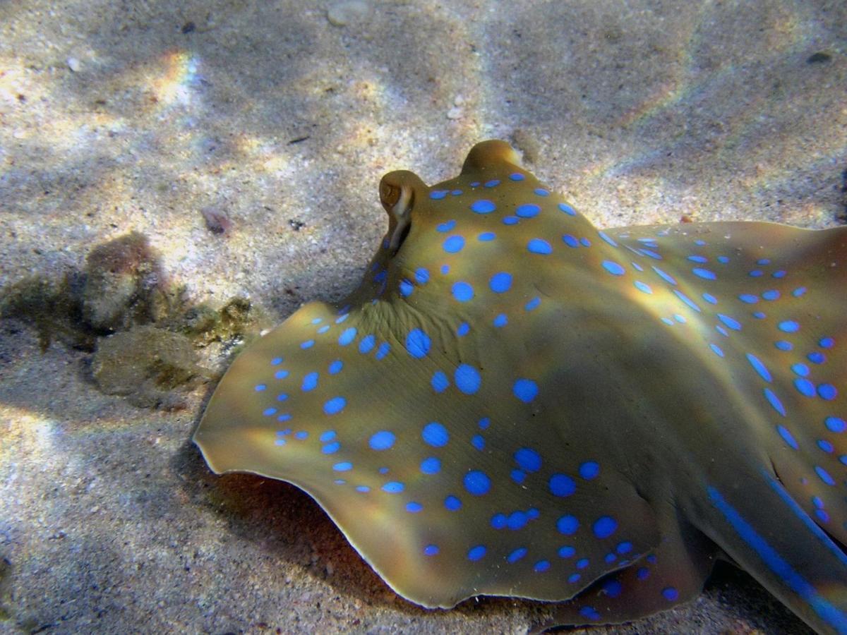 Divine Divers Gili Meno Eksteriør billede
