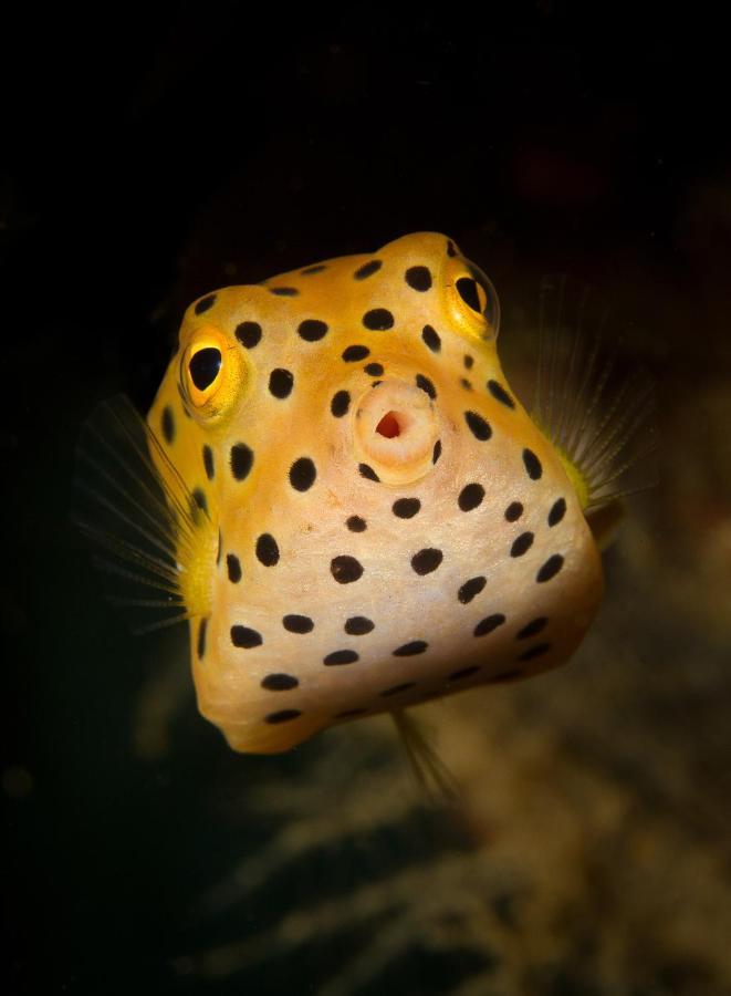 Divine Divers Gili Meno Eksteriør billede