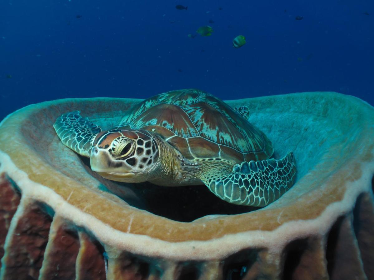 Divine Divers Gili Meno Eksteriør billede